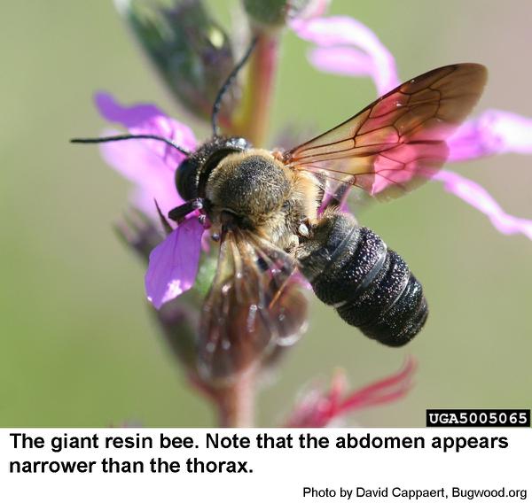 The giant resin bee